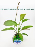 Echinodorus Fire Phoenix